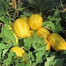Ritz Farming® Musk melons seeds | Oriental Muskmelons Seed | fruit seeds For Your Garden and home planting Pack of 50 to 70 seeds