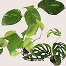 Rolling Nature Combo Set of 3 Plant It Yourself (PIY) Live Plants Money Plant, Golden Pothos & Philodendron Broken Heart in Net Pots | Air Purifier & Good Luck (Set of 3)