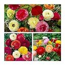 Ranunculus Mixed Flower Corms/Bulbs. Hardy Colourful Flowers. (10)