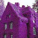 100pcs Rare Purple Ivy Creepers Vines Fast Growing, Evergreen Climbers Plants, Exotic Hardy Perennial Flower Seeds for Walls, Fences, trellises and pergolas