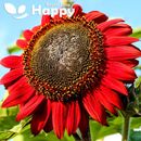 SONNENBLUME - ROTE SONNE - 100 Samen - Helianthus annuus hoch - einjährige Blume