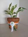 Republic Day Offer - Giftree Air Purifying Lucky Money Plant