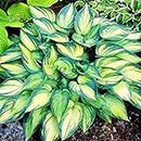 50 pcs/pack Japanese Hosta Perennials Seeds ain Beautiful Lily Flower Home Garden Ground Cover Seeds s Gardening Decoration: 10: Only Seeds