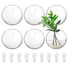 yarlung Set of 6 Wall Hanging Planters Terrarium, 4.7 Inch Glass Oblate Globe Plants Containers Wall Mount Clear Flower Vase for Propagating Hydroponics Plants, Air Plants (Plants Not Included)