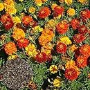 SANWOOD Plants Seeds for Home Garden Planting, 50 Uds Semillas de Marigold Vibrant Well-Drained Medio Riego Intenso Fragance Seeds for Yard - Multicolor