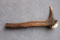 REAL RED DEER ANTLER SECTION WITH BURR / CROWN / FOR A CANE KNIFE