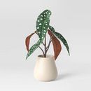 12" Artificial Polka Dot Begonia in Ceramic Pot Green - Threshold