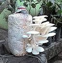 Grenfel® Mushroom 600 Gm White Oyster Mushrooms 1st Generation Spawn/Seeds Mycelium Spores Edible CO2 Variety (Branded)