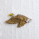 JHB Weißkopfseeadler Knopf 43 mm Schaft Neuheit Amerikanischer Raubvogel Nähen Kunst Handwerk