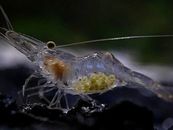20+ Live Freshwater Ghost Shrimp