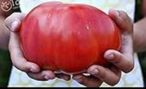 100 Giant Tomato Seeds Big Beef Hybrid Tomato Seeds No-Gmo Vegetable Seeds For Home Garden Planting