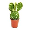 Creative Farmer Indoor Cactus Plant - |Home|Indoor|Bedroom|Table|Living Room|Office Decoration Gift Opuntia Microdasys Yellow Live Green (Home Gardening Healthy Plant)