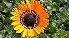 Seeds di Fiore: Monarch of The Seeds Veldt Giardino per Cucina e terrazza Giardino di Giardinaggio [Il Giardino Domestico Seeds Eco Confezione] Pianta Seeds
