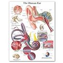 BJINAPY778 1pc Human Ear Anatomy Anatomical Charts Posters HD Prints Canvas Painting Wall Art Pictures Medical Education Office Home Room Decor (Color : A, Size (Inch) : A4 21x30cm No Frame)