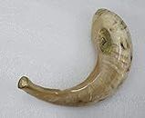 Small Ram's Rams Horn Shofar 9"-12" Medium from Israel Jewish Music
