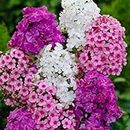 Mixed Phlox Seeds for Planting -1500+ Popstars Phlox Seeds Creeping Perennial Ground Cover Plants- Annual Flower Seeds for Home Garden