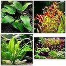 Aquatic Discounts - 3 Types of Easy/Beginner Live Aquarium Plants - Anubias + Ludwigia + Amazon Sword BUY2GET1FREE!