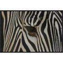 Global Gallery Grevy's Zebra Close Up of Eye, Endangered, Native to Africa by San Diego Zoo Framed Photographic Print on Canvas | Wayfair