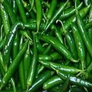 Chilli Hot Pepper - Biocarve Seeds Varieties Of Vegetable Seeds Tested And Packed For Terrace and Home Gardening | No. of Seeds: 50