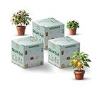 SATTVAMRIT Sattvishtik Grow Box Combo for Kids | Pack of 3 Seeds (Lettuce-CherryTomato-Capsicum) | Eco Friendly Gift | Seed Starter Kit | Vegetable Combo | DIY | Gardening Kit for Home & Garden