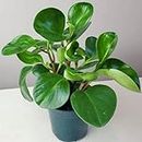OhhSome Radiator Plants Peperomia Green Indoor For Home Gardening House Oxygen Plants|Living Room|Living Room|Table|Live Plant|Home Décor (Healthy Plant)
