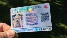 HOLOGRAPHIC SERVICE DOG ID CARD ID KEY CHAIN COLLAR TAG FOR SERVICE ANIMAL 