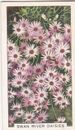 Gallaher Zigarettenkarte - Gartenblumen 1938 - 22 Swan River Gänseblümchen