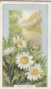 Gallaher Zigarettenkarte - Wildblumen 1938 - 19 Ochsenaugen Gänseblümchen