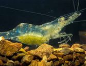 10+ Live Freshwater Ghost Shrimp; FREE SHIPPING
