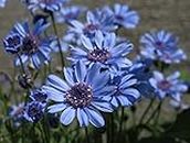 The Blues - Blue Daisy - 110 semi - Felicia Heterophylla - Biancheria da letto Nana Fiore - NPWS