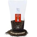 MushroomSupplies.com All in One Mushroom Grow Kit in-a-Bag with Sterilized Grain and Substrate | Easy Grow Your Own Mushrooms (5 LBS)