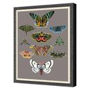 Grand Image Home Entomology Moths Chart by Thicket Design in Gray/Green | 31.5 H x 24.5 W x 1.5 D in | Wayfair 112848_P_31.5x24.5_B