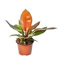 Garden Art Philodendron Prince of Orange Rare Exotic Natural Live Healthy Mature Plant in 5" Nursery/Grower's Plastic Pot For Home, Office, Livingroom, Bedroom Decor