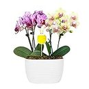 Just Add Ice SA5062 Mini Pink and Yellow Orchid Garden with Bunny Pick, Live Indoor Plant, Spring Flowers, Mother's Day Gift, White Ceramic Pottery, 4" Diameter, 6" Tall