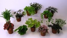 5 Assorted Live Plants in 2 to 5" Pots~ SHIPS FREE!!!