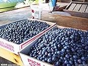 200 american giant blueberry fruit seeds Germination 95%+,rare fruit tree seeds for home garden planting