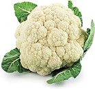 Veenas Fresh Cauliflower |1 Flower (Approx 500G) | Protein | Cauliflower Fry | Make Delicious Recipe | Indian Origin