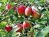 Apple plant live tree, live plant for apple tree (pack of 1)