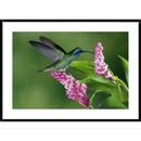 Global Gallery Violet-Ear Hummingbird Feeding at & Pollinating Epiphytic Orchid Costa Rica by Michael | 30 H x 1.5 D in | Wayfair
