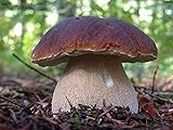 CEMEHA SEEDS Mushrooms Porcini Spores Spawn Mycelium Heirloom Non-GMO for Planting