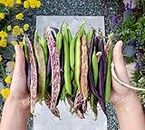 Oakwood Farms beans vegetable seeds | vegetable Seeds | multicolor beans Seed For Farming your Home & Garden planting Pack of 60 to 80 seeds