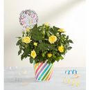 1-800-Flowers Flower Delivery Congratulations Rose Plant Small | Same Day Delivery Available