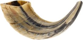 KOSHER ODORLESS NATURAL SHOFAR | Genuine Natural Rams Horn | Smooth Mouthpiece |