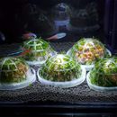 1pc Aquarium Moss Ball Holder, Aquarium Moss Ball Live Plants Shaping Filter, Great Decor Ornaments For Aquarium Betta Fish Tank