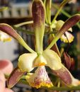 Encyclia Alata x sib Live Orchid Plant  2in Pot Fragrant Flowers