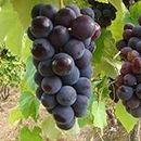 BISWAS PLANTS HOUSE` Black Grape/Sweet Angur Fruit Healthy Live Plant (Pack of-1)