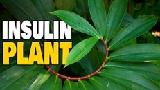 Hojas secas de plantas de insulina Costus ígneo Tebú crepe jengibre té orgánico de hierbas