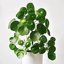 Kalfo Chinese Money Plant Live Plant Pilea Peperomioides (UFO Plant, Pancake, Lefse or Missionary Plant) Indoor Home Plant with 4 Inchi Black Pot