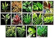 40 Live Aquarium Plants / 14 Different Kinds - 2 Amazon Swords (2 kinds, 1- RED), 3 Anubias (3 kinds), Java Fern, Cabomba and much more! Great selection of aquarium plants for 35-40 gal tanks!