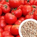 GROW DELIGHT Tomato (Tamatar) 380 + Vegetable Seeds for Home Garden, Organic & Hybrid, Perfect for Home Gardening, Planting For Pots and Patio